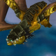 Screenshot: PhineEredar / Wowhead